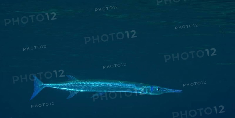 Houndfish (Tylosurus crocodilus crocodilus)