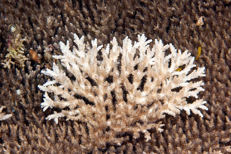 Dead coral