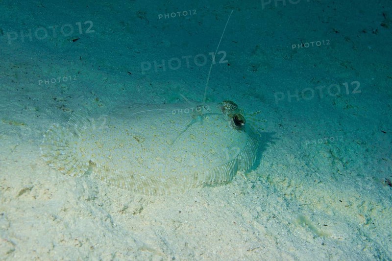 Leopard Flounder (Bothus pantherinus) on the seabed
