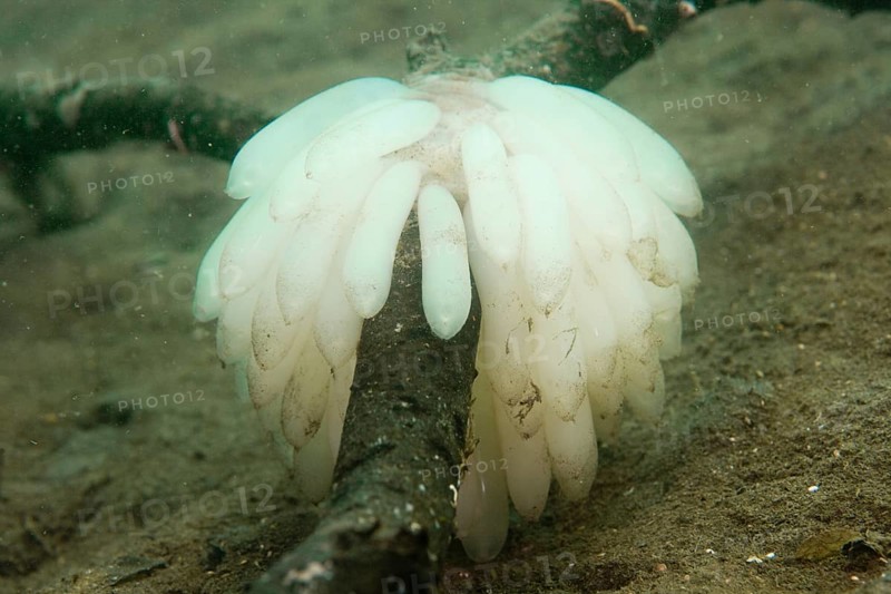 Eggs laid by a Bigfin Reef Squid or Oval Squid (Sepioteuthis lessoniana)