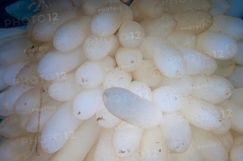 Eggs laid by a Bigfin Reef Squid or Oval Squid (Sepioteuthis lessoniana)