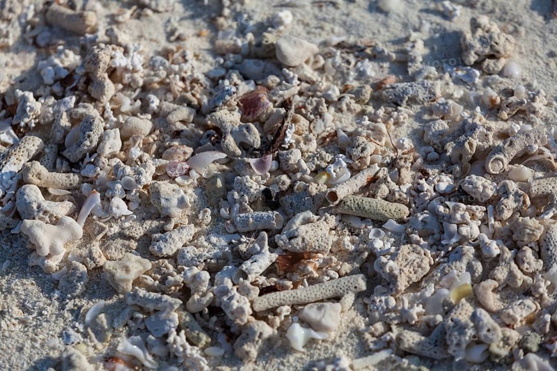 Coral sand
