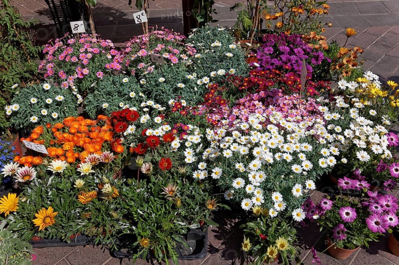 Flower market on the Cours Saleya