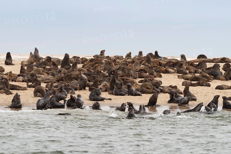 Brown fur seals (Arctocephalus pusillus)