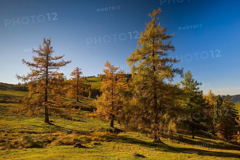 Larch (Larix) in autumn