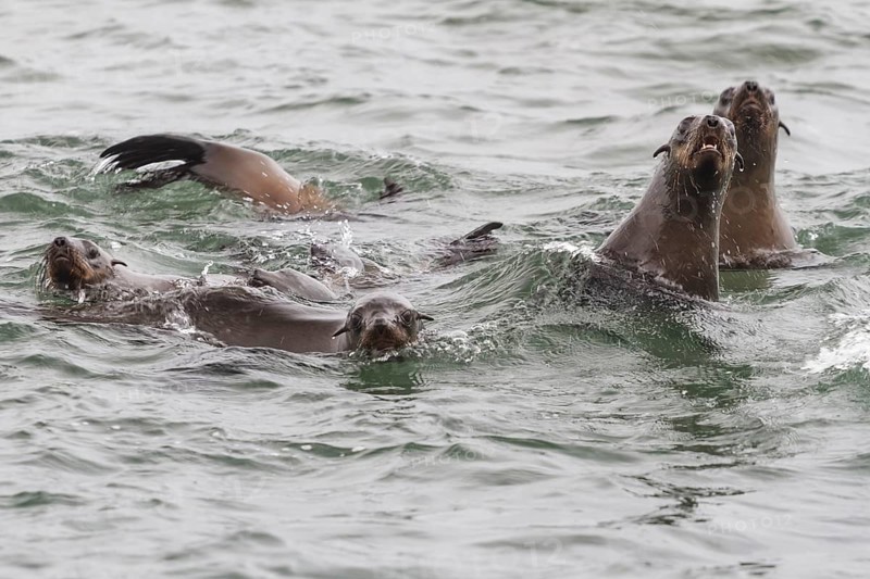 South African Fur Seals (Arctocephalus pusillus)