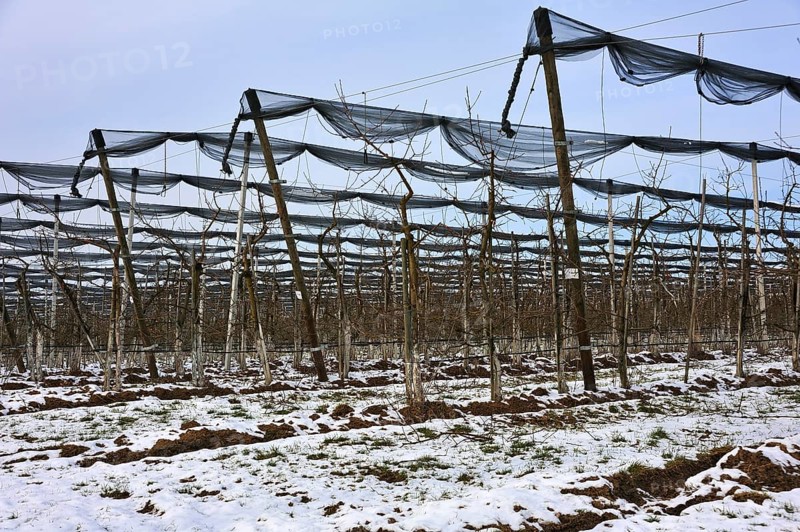 Orchard with hail netting in winter