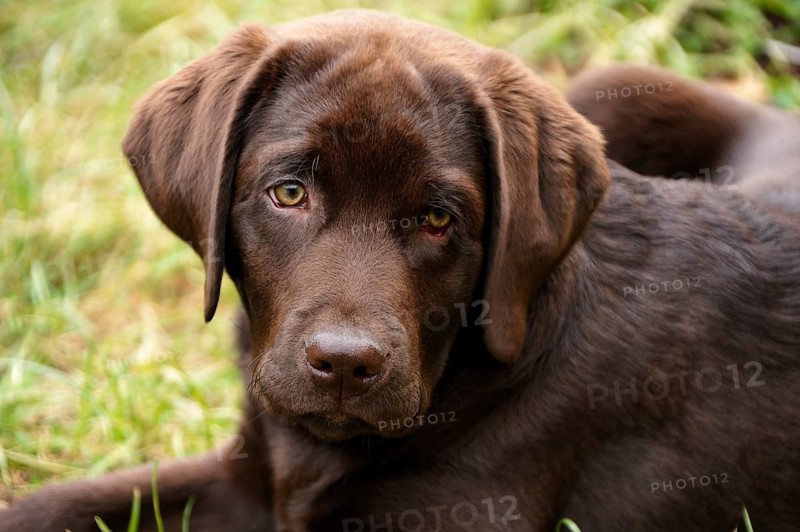 Young Labrador Retriever