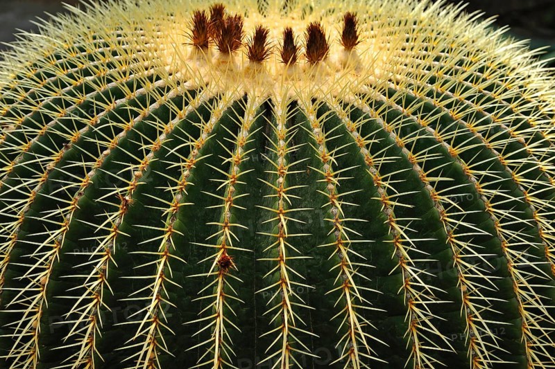 Golden Barrel Cactus or Mother-in-Law's Cushion (Echinocactus grusonii)
