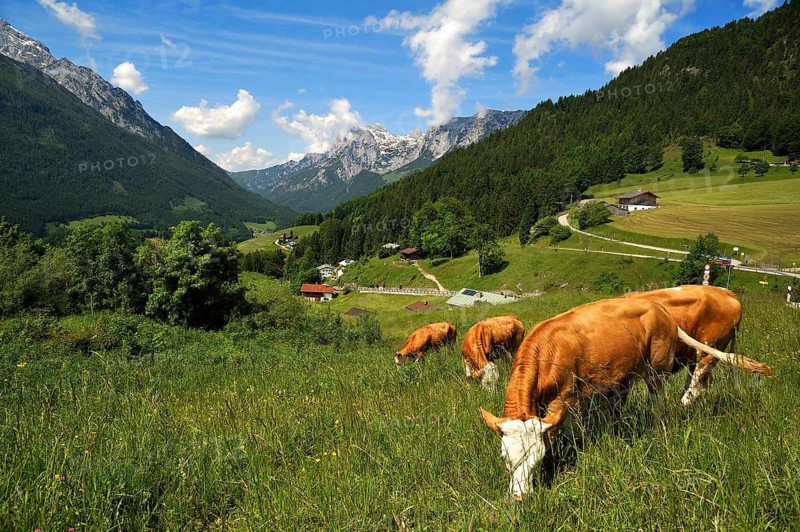 Grazing cows on a meadow in the Berchtesgaden Alps