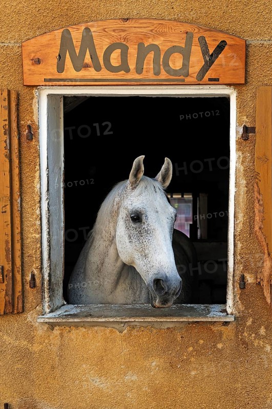 A dapple gray looking out a barn window