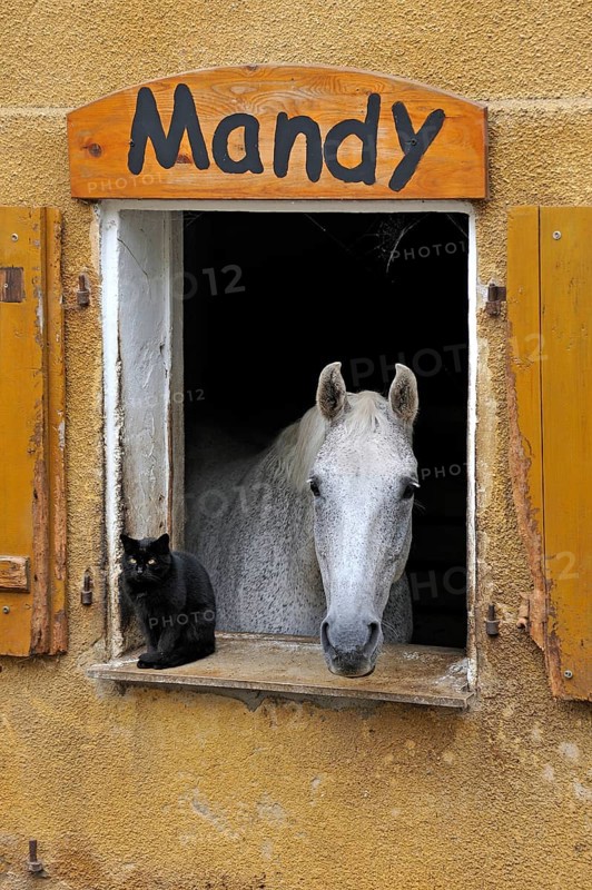 A dapple gray looking out a barn window