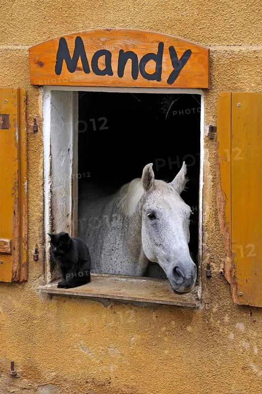 A dapple gray looking out a barn window