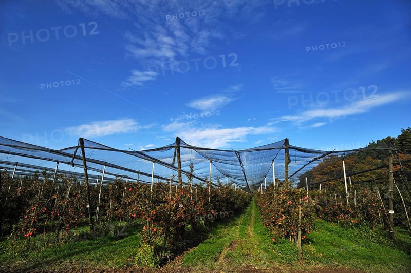 Apple orchard (Malus domestica) with hail nets at harvest time