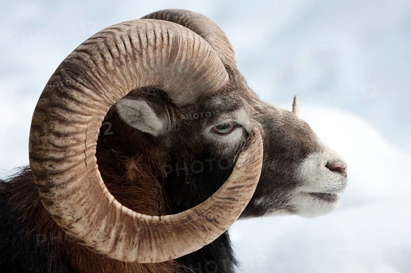 Mouflon (Ovis orientalis Musimon)