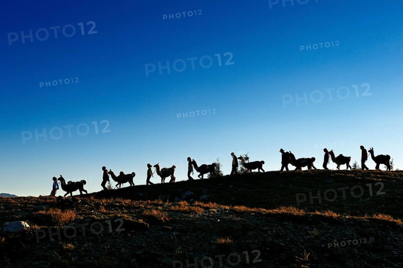 Llama tour on Hochstein Mountain in the Defregger Group