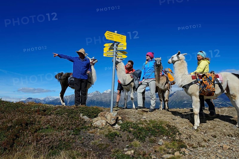 Llama tour at the summit of Boeses Weibele Mountain in the Defregger Group