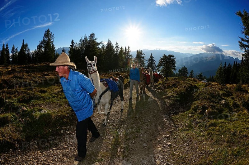 Llama tour at the summit of Ederplan Mountain in the Defregger Group