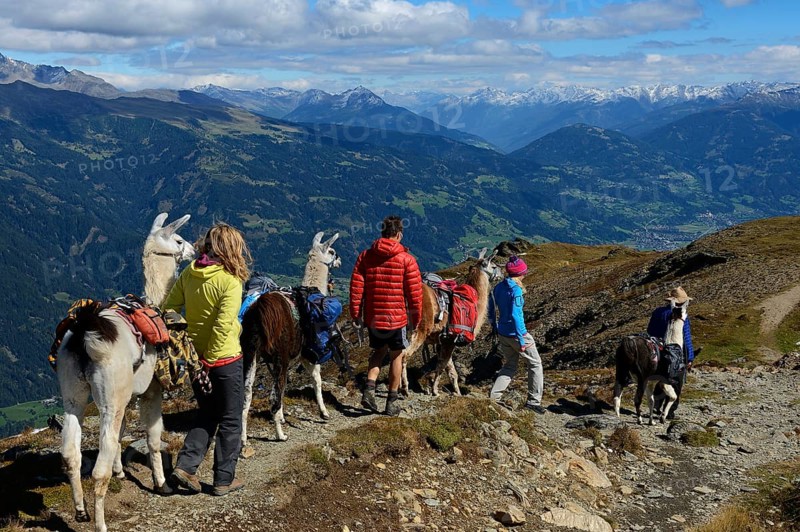 Llama tour at the summit of Boeses Weibele Mountain in the Defregger Group