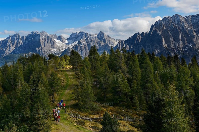 Hickers with llamas during a llama tour near Hochsteinhuette mountain hut