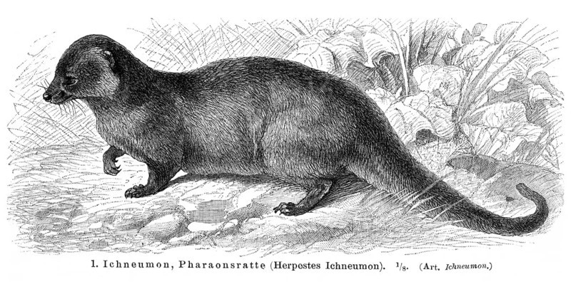 Ichneumon or Egyptian Mongoose (Herpestes ichneumon)
