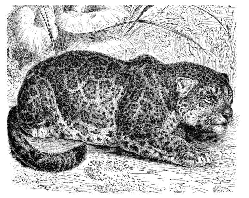 Jaguar (Panthera onca)