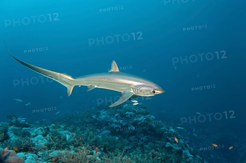 Common Thresher Shark (Alopias vulpinus) swimming above a coral reef