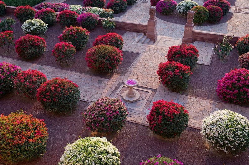 Gardens with colourful bougainvillea bushes
