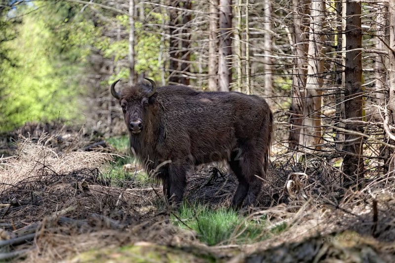 Wisent or European Bison (Bison bonasus) standing on a forest glade