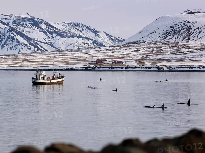 Research boat with Killer Whales or Orcas (Orcinus orca) off the coast of Grundarfjoerdur