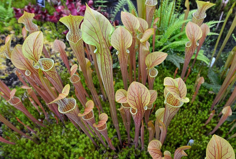 Purple Pitcherplant (Sarracenia purpurea)