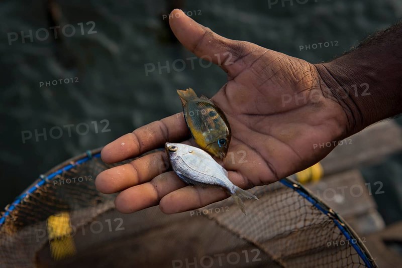 Hand of a fisherman with two small fish on his palm