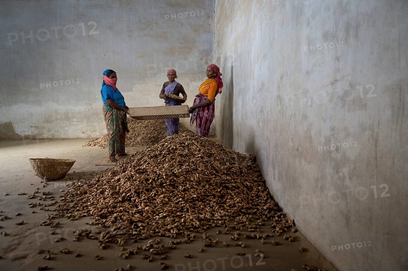 Women working in a spice store with ginger