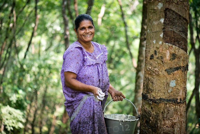 Woman standing at a Rubber Tree (Hevea brasiliensis) on a natural rubber plantation