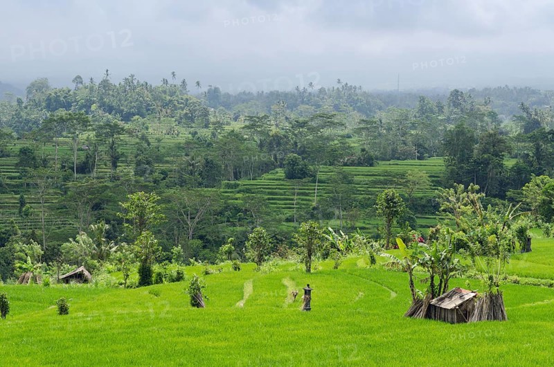 Rice terrace landscape with coconut palms