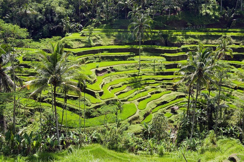 Rice terraces and coconut trees