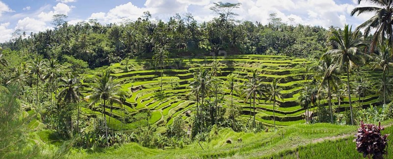 Rice terraces and coconut trees