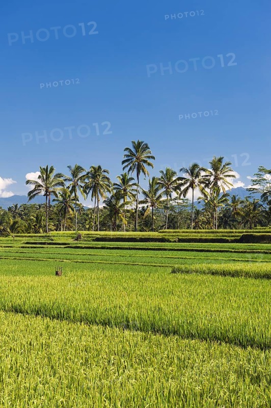 Rice paddies with coconut trees