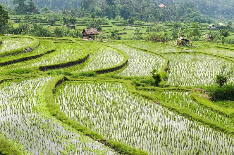 Rice terraces