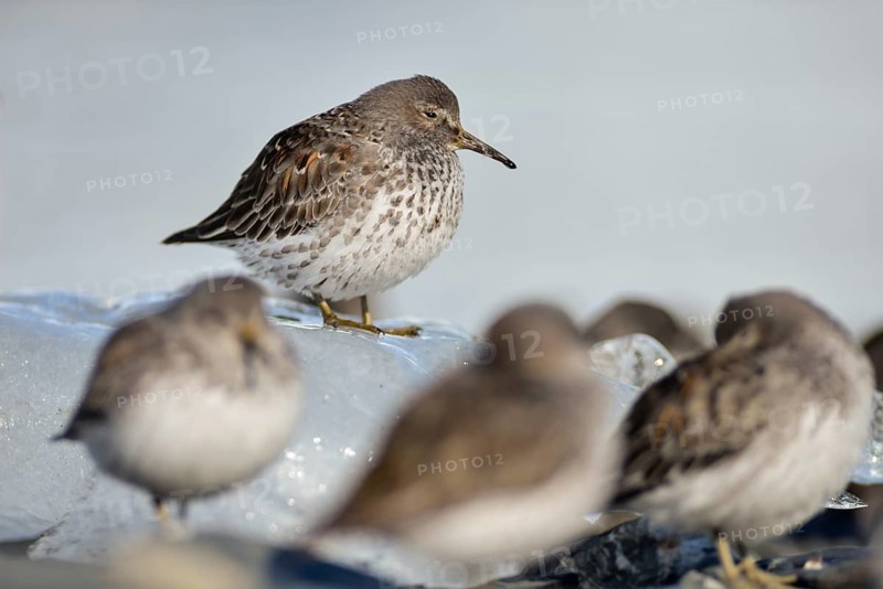 Rock sandpipers (Calidris ptilocnemis)