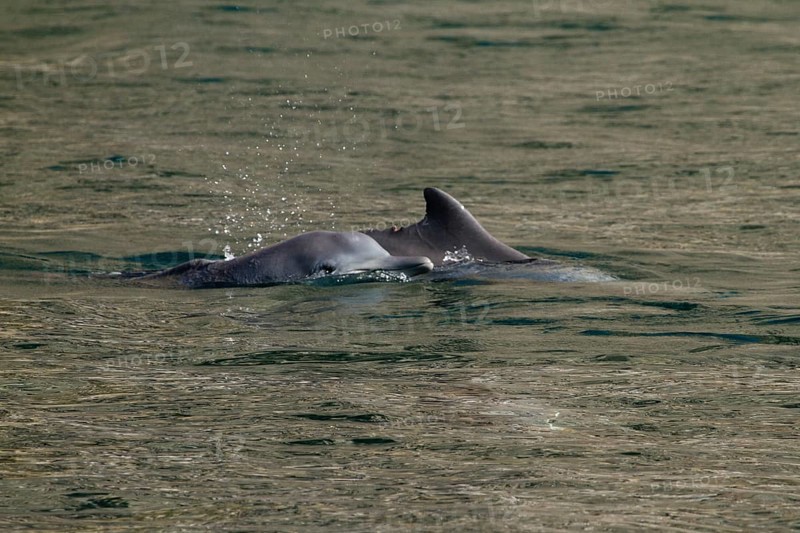 Common dolphins (Delphinus delphis)