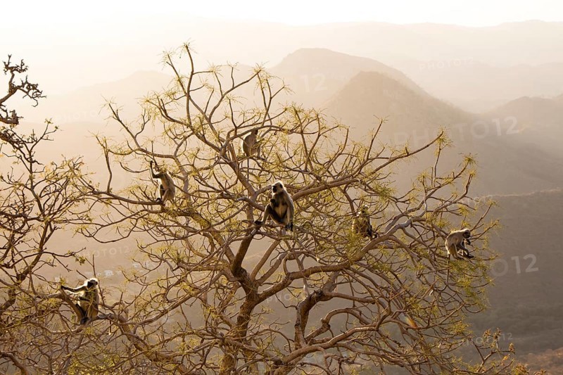 Common Langur or Hanuman Monkey (Semnopithecus Entellus) at Sajjan Garh or Monsoon Palace