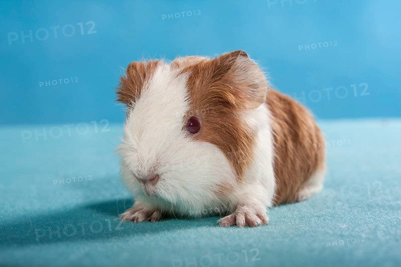 Swiss Teddy Guinea Pig or CH-Teddy