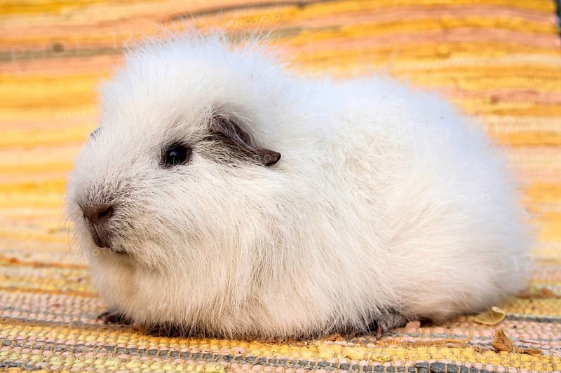 White Swiss Teddy Guinea Pig