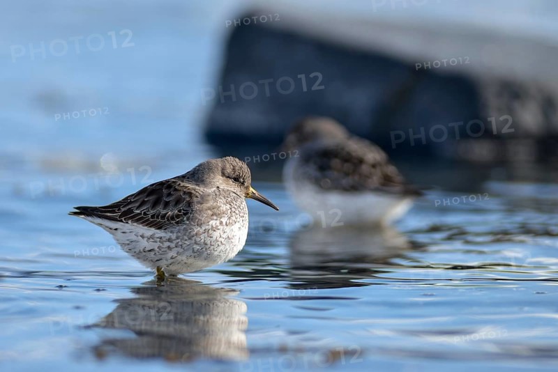 Rock sandpipers (Calidris ptilocnemis)