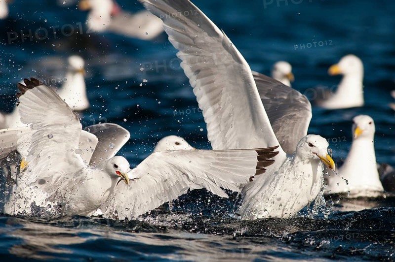 A Black-legged Kittiwake (Rissa tridactyla) feed on baitfish