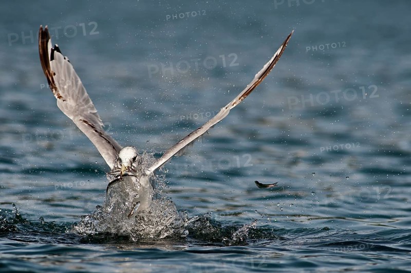 A Black-legged Kittiwake (Rissa tridactyla) feeds on herring