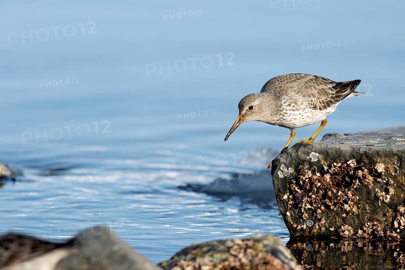 Rock sandpiper (Calidris Ptilocnemis)