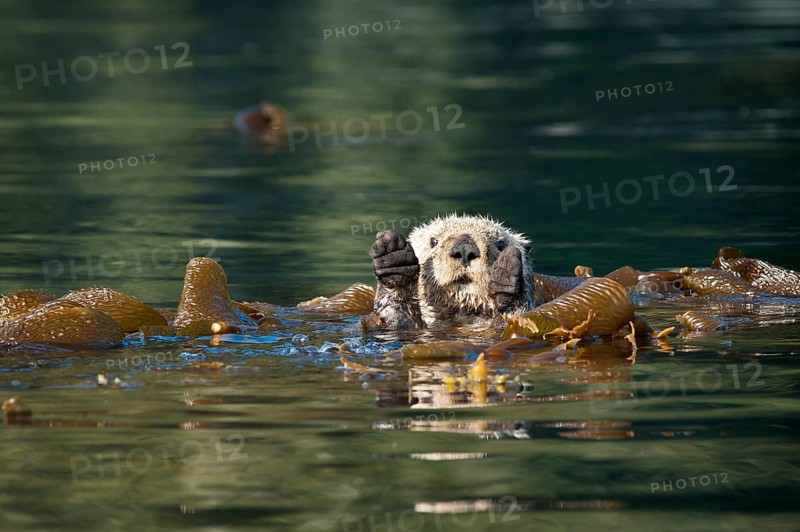Sea otter (Enhydra lutris)