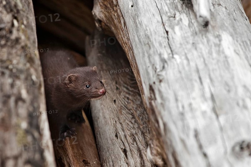 A young Mink (Neovison vison)